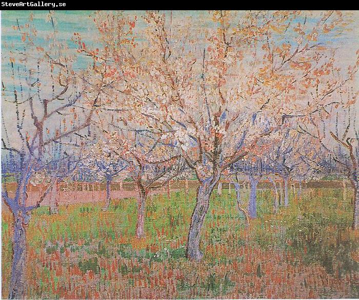 Vincent Van Gogh Orchard with flowering apricot-trees